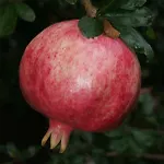 Three Oranges