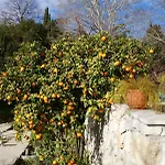 Three Oranges Apartmán *