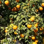 Three Oranges Trsteno