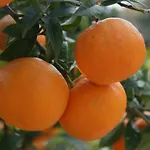 Three Oranges Apartmán