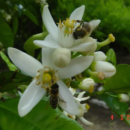 Lägenhet Three Oranges Trsjteno