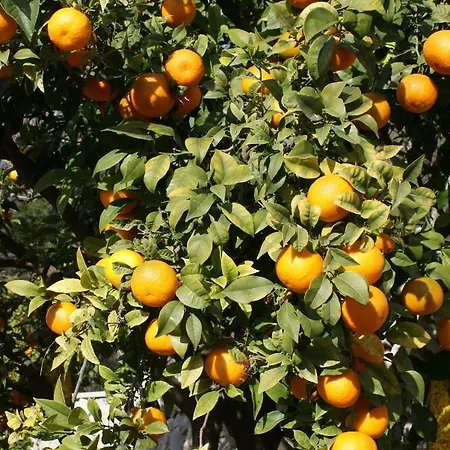 Three Oranges Trsteno