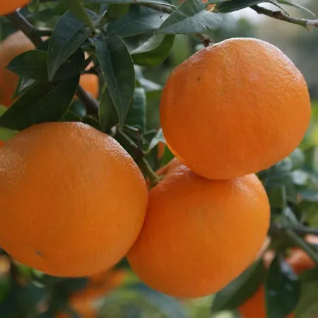 Three Oranges アパート